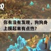 你有没有发现，狗狗身上摸起来有点热？