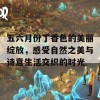 五六月份丁香色的美丽绽放，感受自然之美与诗意生活交织的时光